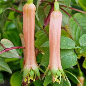 Fuchsia Splendens